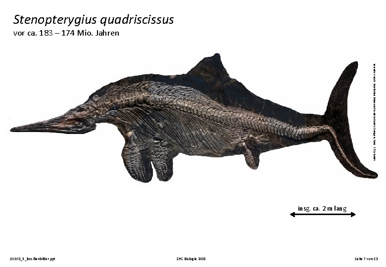 Stenopterygius quadriscissus vor ca. 183 – 174 Mio. Jahren verändert nach: Staatliches Museum für