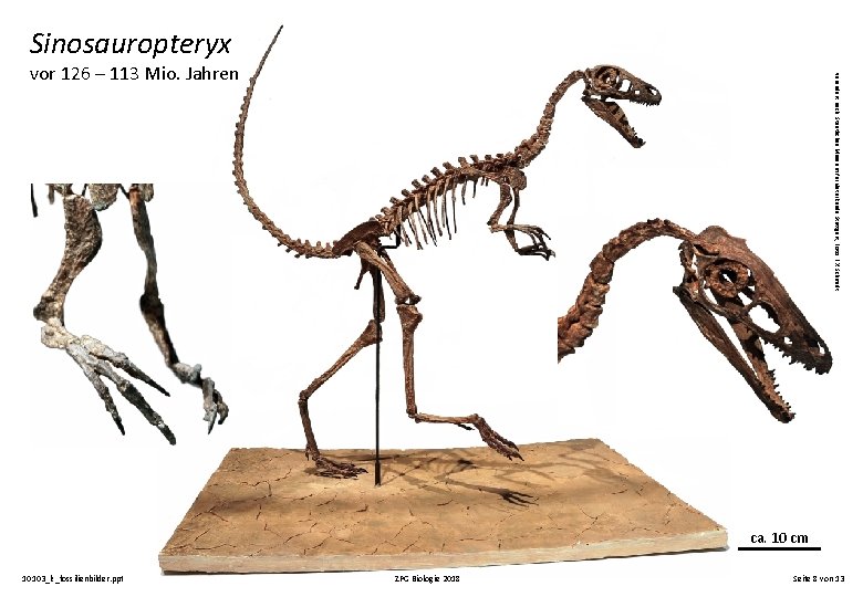 Sinosauropteryx verändert nach: Staatliches Museum für Naturkunde Stuttgart, Foto: F. X. Schmidt vor 126