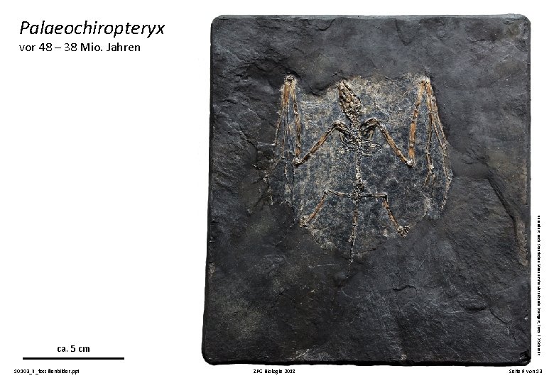 Palaeochiropteryx vor 48 – 38 Mio. Jahren verändert nach: Staatliches Museum für Naturkunde Stuttgart,