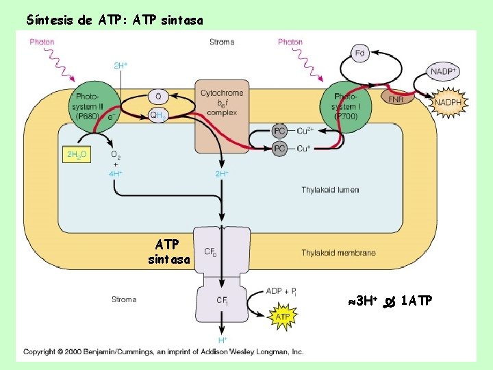 Síntesis de ATP: ATP sintasa 3 H+ 1 ATP 