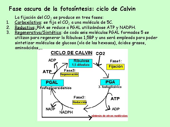 Fase oscura de la fotosíntesis: ciclo de Calvin 1. 2. 3. La fijación del