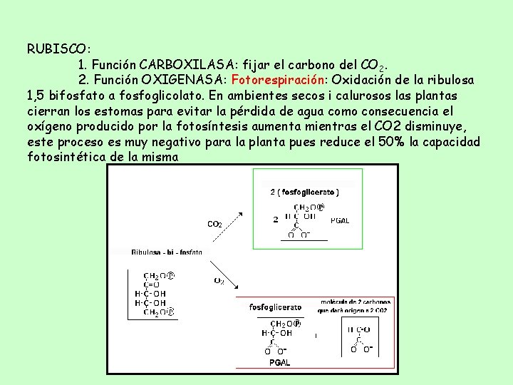 RUBISCO: 1. Función CARBOXILASA: fijar el carbono del CO 2. 2. Función OXIGENASA: Fotorespiración: