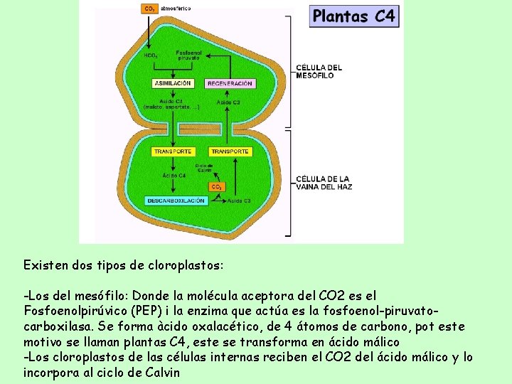 Existen dos tipos de cloroplastos: -Los del mesófilo: Donde la molécula aceptora del CO