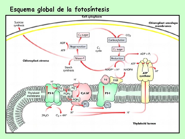 Esquema global de la fotosíntesis 