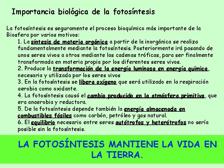 Importancia biológica de la fotosíntesis La fotosíntesis es seguramente el proceso bioquímico más importante
