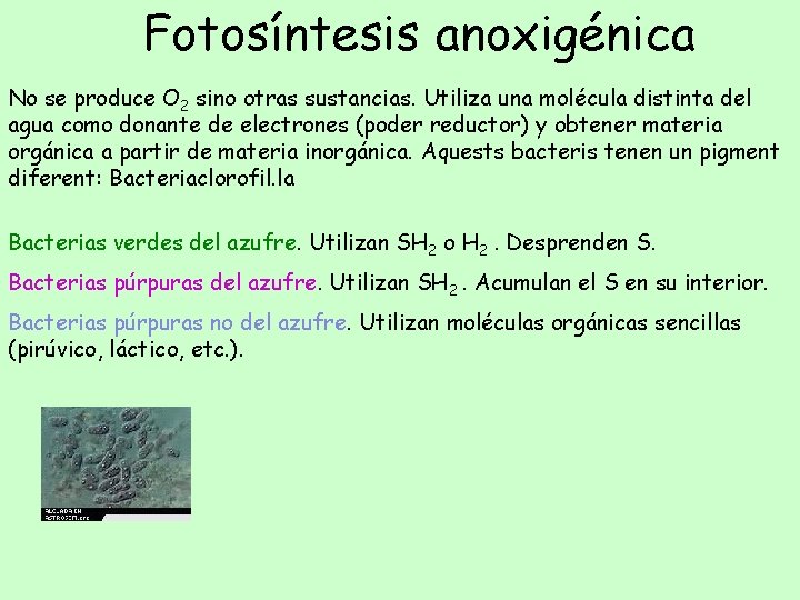 Fotosíntesis anoxigénica No se produce O 2 sino otras sustancias. Utiliza una molécula distinta