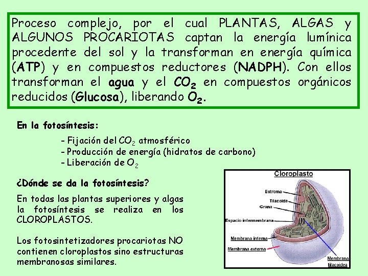 Proceso complejo, por el cual PLANTAS, ALGAS y ALGUNOS PROCARIOTAS captan la energía lumínica