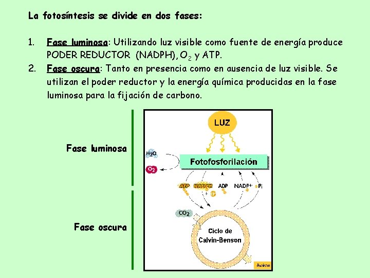 La fotosíntesis se divide en dos fases: 1. 2. Fase luminosa: Utilizando luz visible