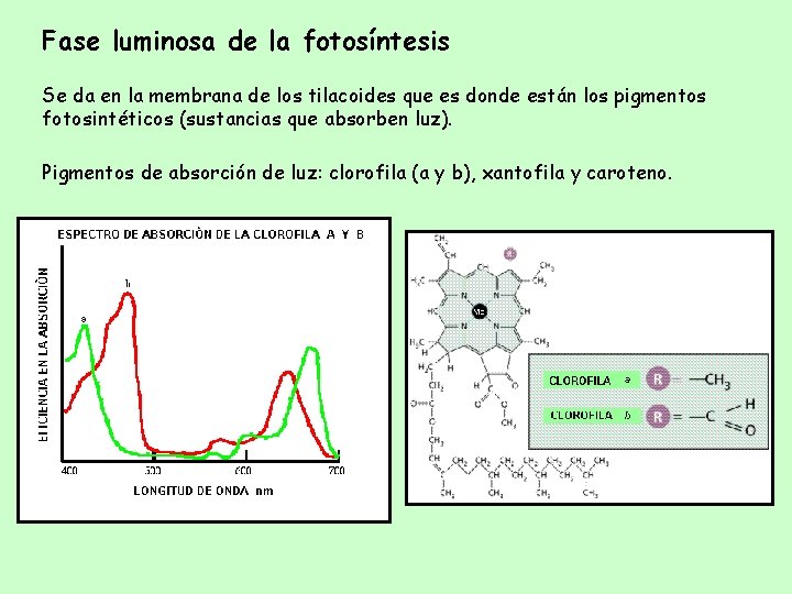 Fase luminosa de la fotosíntesis Se da en la membrana de los tilacoides que