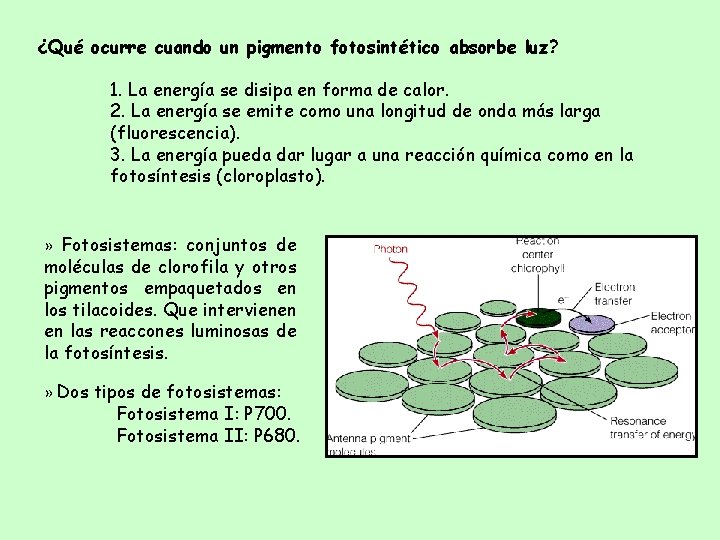 ¿Qué ocurre cuando un pigmento fotosintético absorbe luz? 1. La energía se disipa en