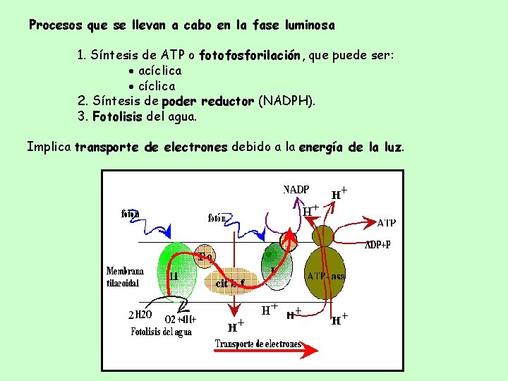 Procesos que se llevan a cabo en la fase luminosa 1. Síntesis de ATP