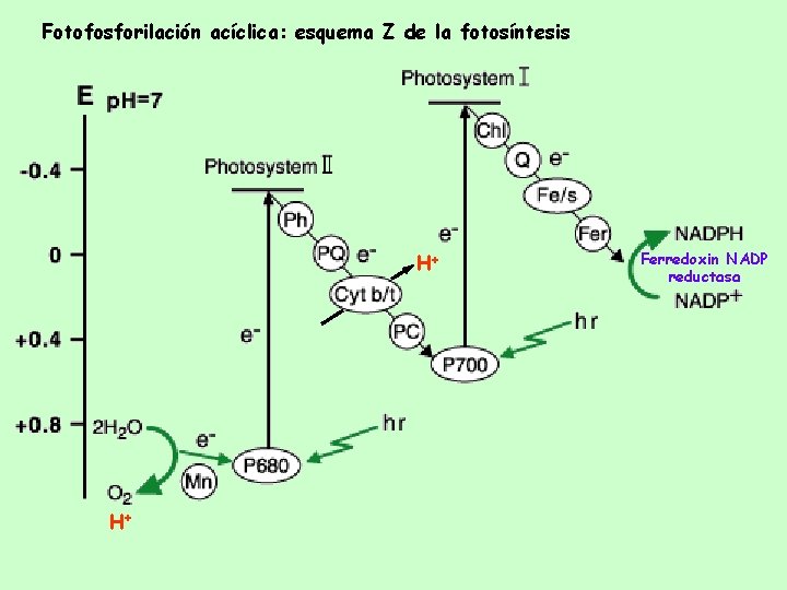 Fotofosforilación acíclica: esquema Z de la fotosíntesis H+ H+ Ferredoxin NADP reductasa 