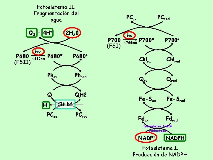 Fotosistema II. Fragmentación del agua O 2 + 4 H+ 2 H 20 hv