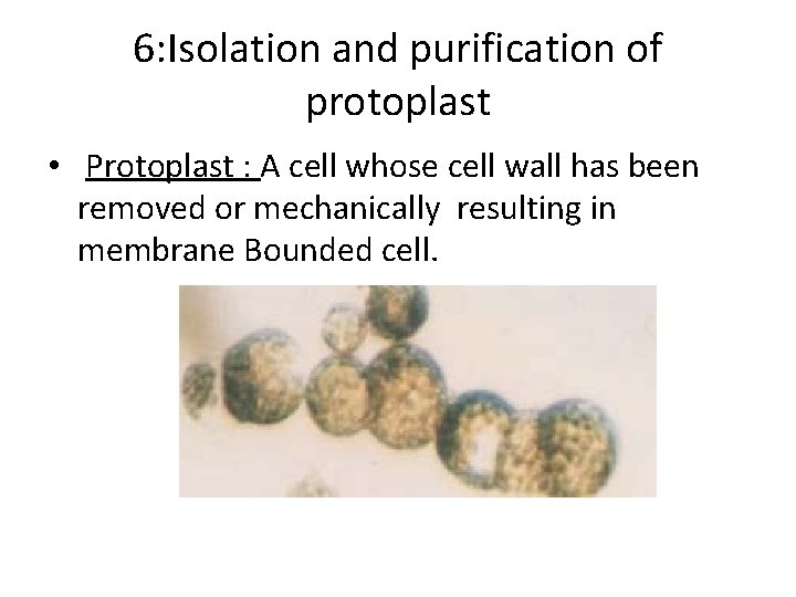 6: Isolation and purification of protoplast • Protoplast : A cell whose cell wall