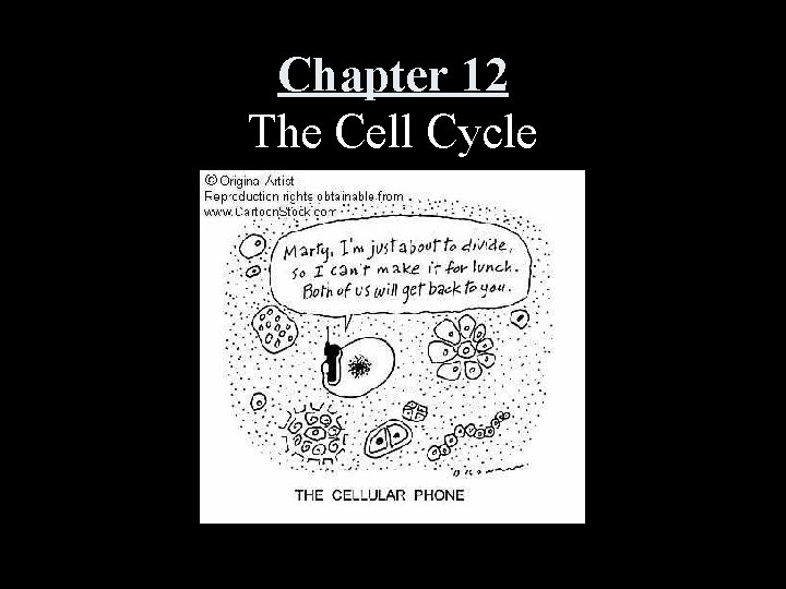 Chapter 12 The Cell Cycle 