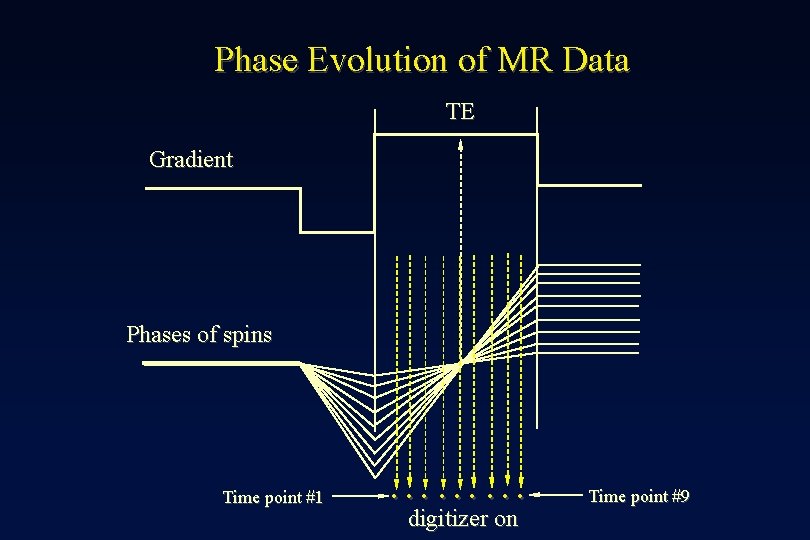 Phase Evolution of MR Data TE Gradient Phases of spins Time point #1 ………
