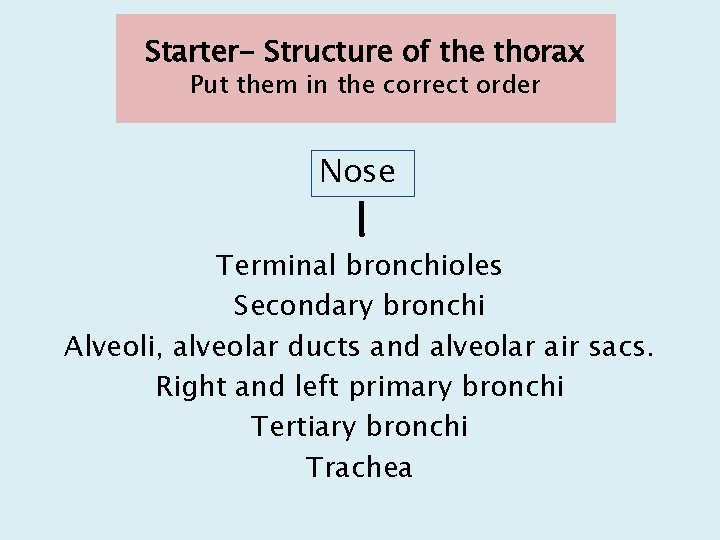 Starter- Structure of the thorax Put them in the correct order Nose Terminal bronchioles