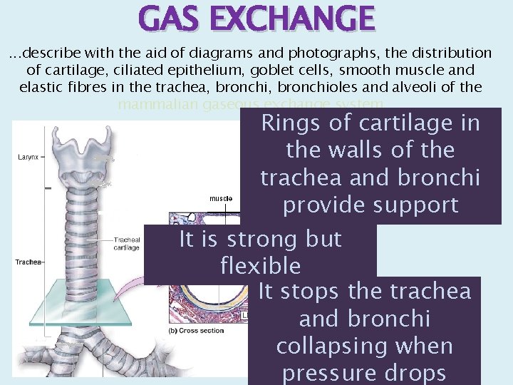 GAS EXCHANGE . . . describe with the aid of diagrams and photographs, the