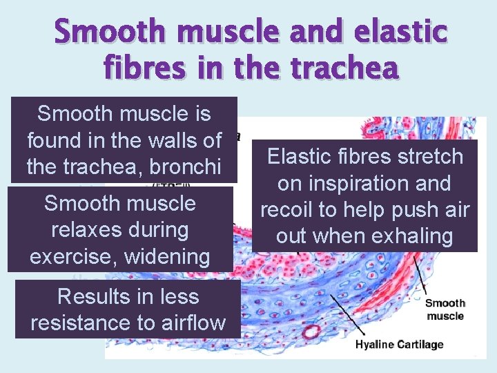 Smooth muscle and elastic fibres in the trachea Smooth muscle is found in the