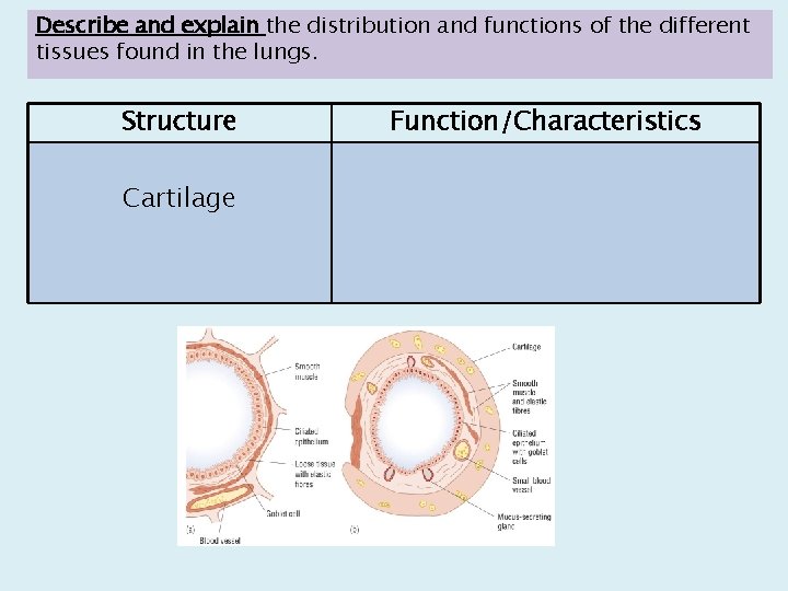 Describe and explain the distribution and functions of the different tissues found in the