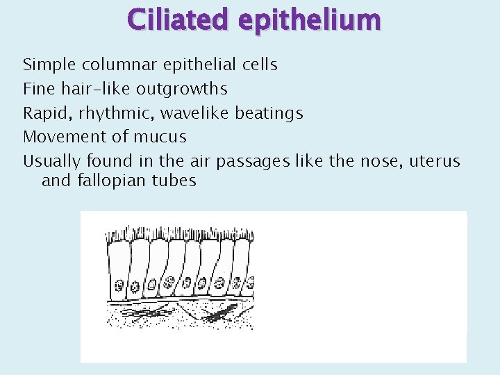 Ciliated epithelium Simple columnar epithelial cells Fine hair-like outgrowths Rapid, rhythmic, wavelike beatings Movement