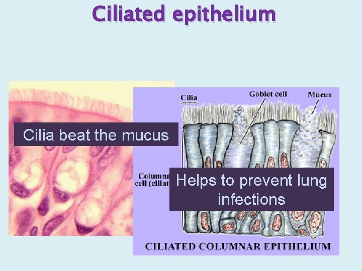 Ciliated epithelium Cilia beat the mucus Helps to prevent lung infections 