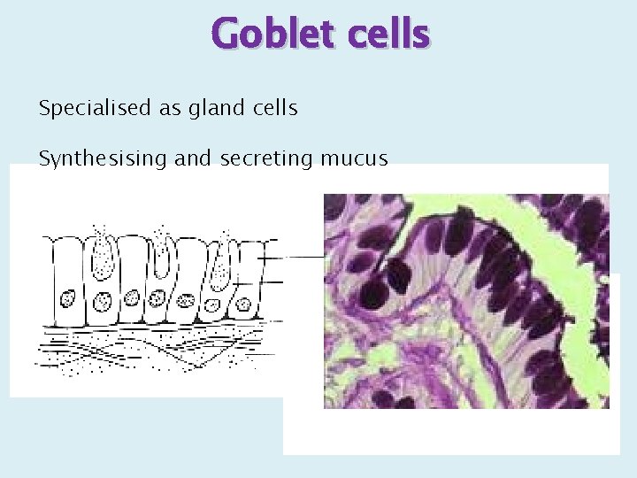 Goblet cells Specialised as gland cells Synthesising and secreting mucus 