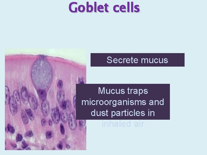Goblet cells Secrete mucus Mucus traps microorganisms and dust particles in inhaled air 