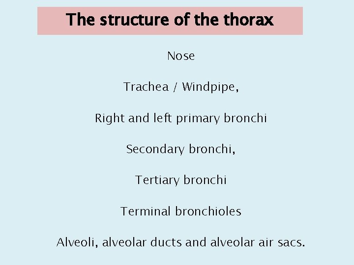 The structure of the thorax Nose Trachea / Windpipe, Right and left primary bronchi