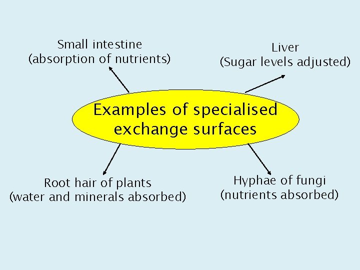 Small intestine (absorption of nutrients) Liver (Sugar levels adjusted) Examples of specialised exchange surfaces