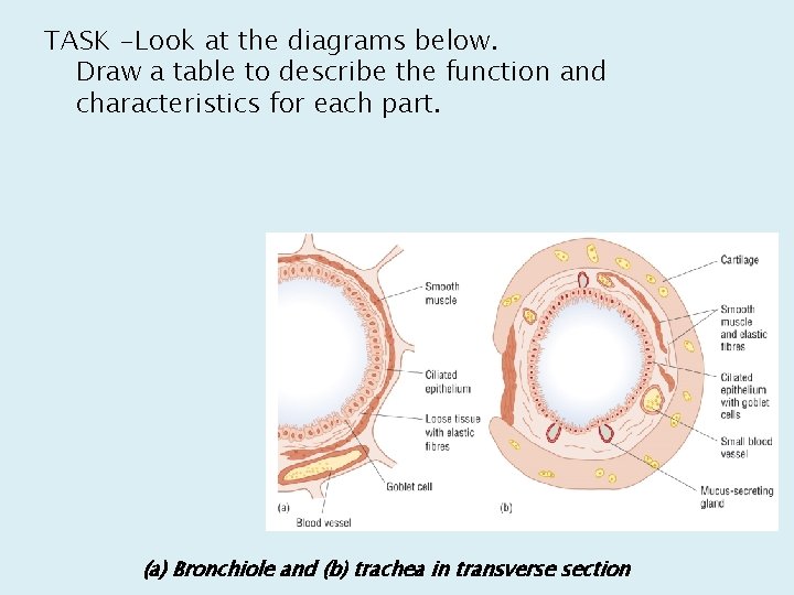 TASK -Look at the diagrams below. Draw a table to describe the function and