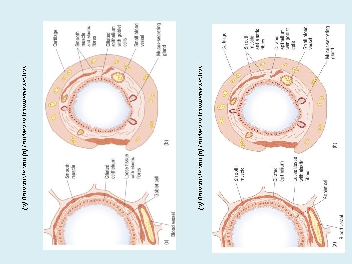 (a) Bronchiole and (b) trachea in transverse section 