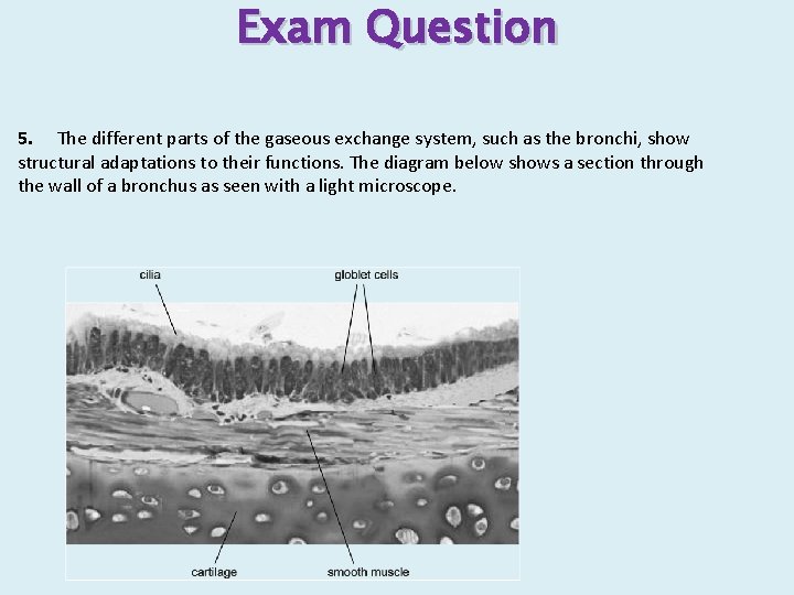 Exam Question 5. The different parts of the gaseous exchange system, such as the