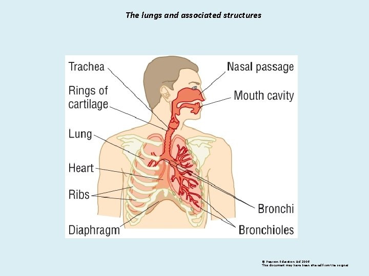 The lungs and associated structures © Pearson Education Ltd 2008 This document may have