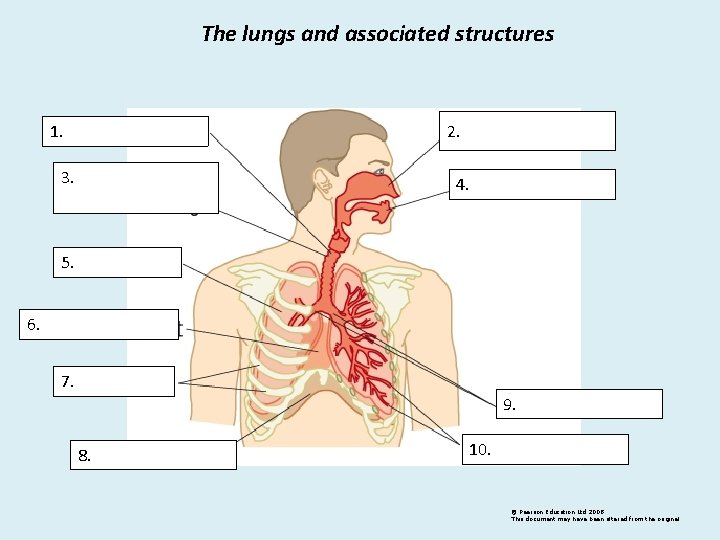 The lungs and associated structures 2. 1. 3. 4. 5. 6. 7. 9. 8.