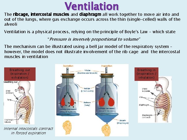 Ventilation The ribcage, intercostal muscles and diaphragm all work together to move air into