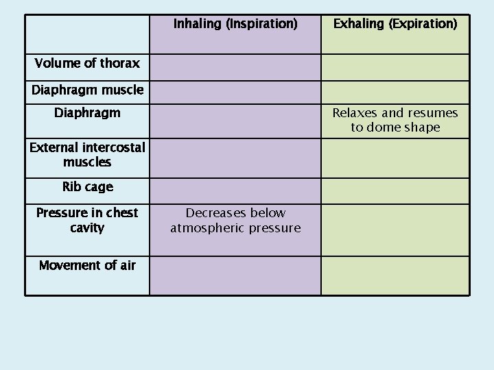 Inhaling (Inspiration) Exhaling (Expiration) Volume of thorax Diaphragm muscle Diaphragm Relaxes and resumes to