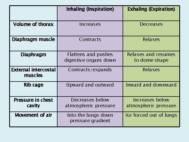 Inhaling (Inspiration) Exhaling (Expiration) Volume of thorax Increases Decreases Diaphragm muscle Contracts Relaxes Diaphragm