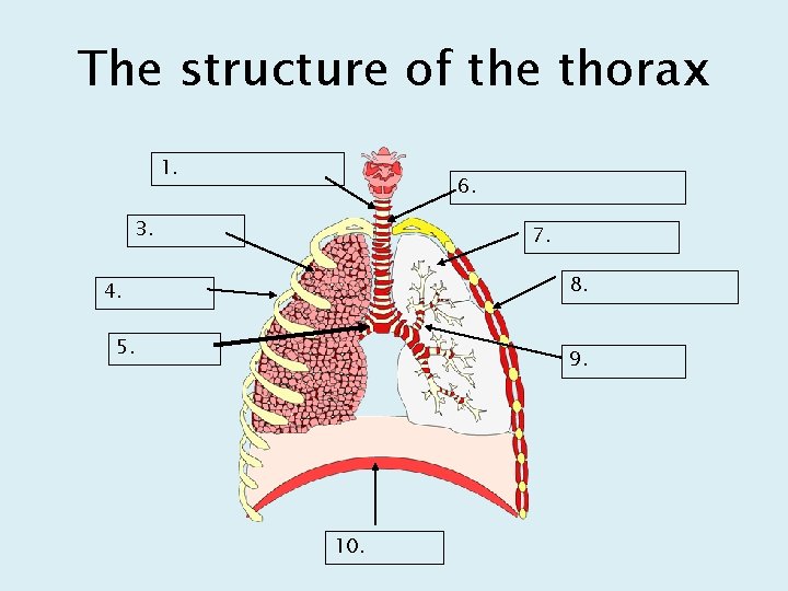 The structure of the thorax 1. 6. 3. 7. 8. 4. 5. 9. 10.
