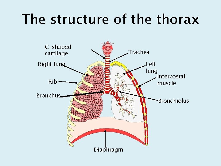 The structure of the thorax C-shaped cartilage Trachea Right lung Left lung Intercostal muscle