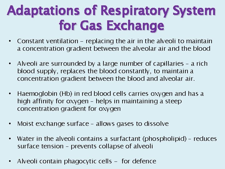 Adaptations of Respiratory System for Gas Exchange • Constant ventilation - replacing the air