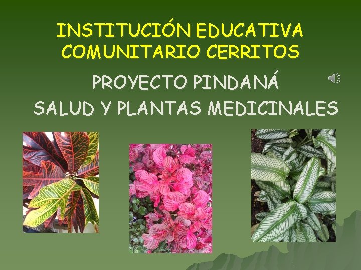 INSTITUCIÓN EDUCATIVA COMUNITARIO CERRITOS PROYECTO PINDANÁ SALUD Y PLANTAS MEDICINALES 