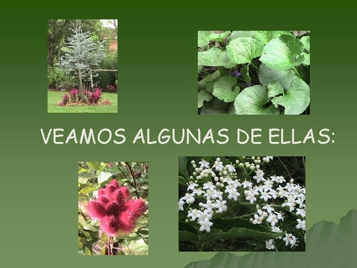 VEAMOS ALGUNAS DE ELLAS: 