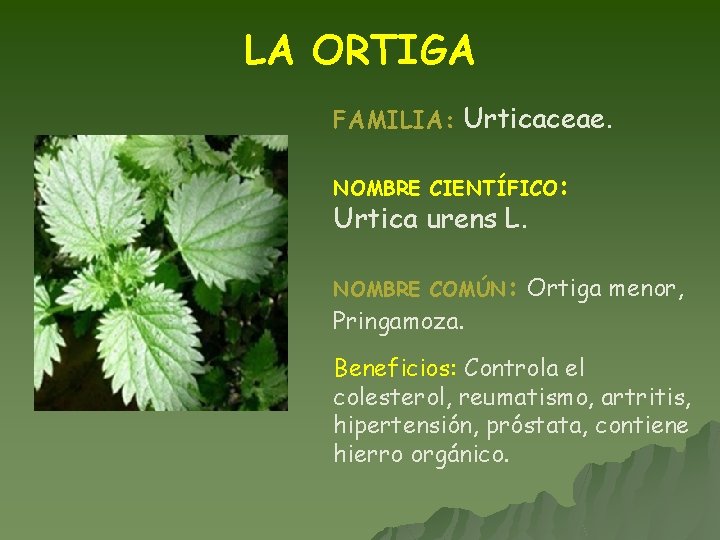 LA ORTIGA FAMILIA: Urticaceae. NOMBRE CIENTÍFICO: Urtica urens L. NOMBRE COMÚN: Ortiga Pringamoza. menor,