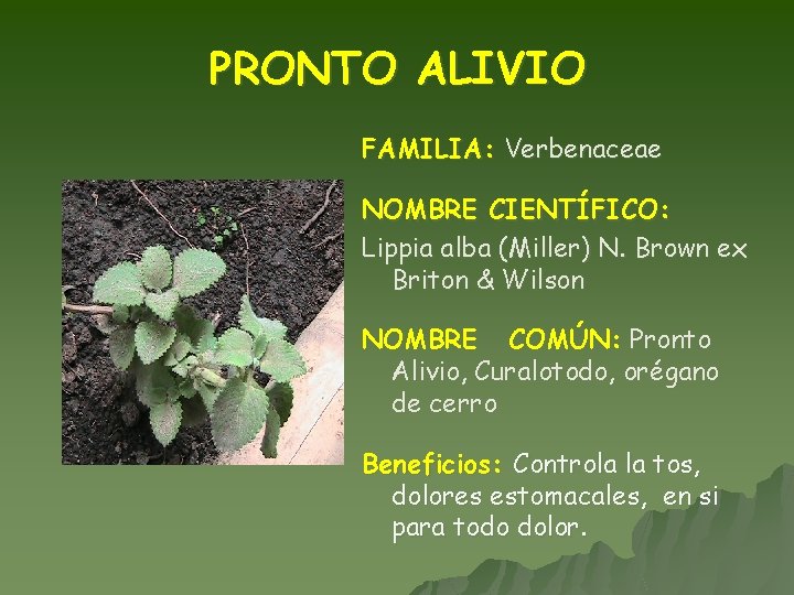 PRONTO ALIVIO FAMILIA: Verbenaceae NOMBRE CIENTÍFICO: Lippia alba (Miller) N. Brown ex Briton &