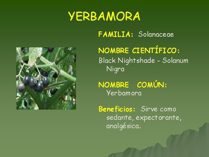 YERBAMORA FAMILIA: Solanaceae NOMBRE CIENTÍFICO: Black Nightshade - Solanum Nigra NOMBRE COMÚN: Yerbamora Beneficios: