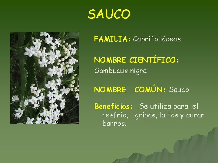 SAUCO FAMILIA: Caprifoliáceas NOMBRE CIENTÍFICO: Sambucus nigra NOMBRE COMÚN: Sauco Beneficios: Se utiliza para
