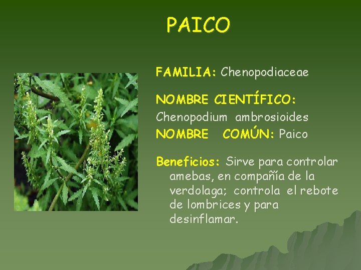 PAICO FAMILIA: Chenopodiaceae NOMBRE CIENTÍFICO: Chenopodium ambrosioides NOMBRE COMÚN: Paico Beneficios: Sirve para controlar