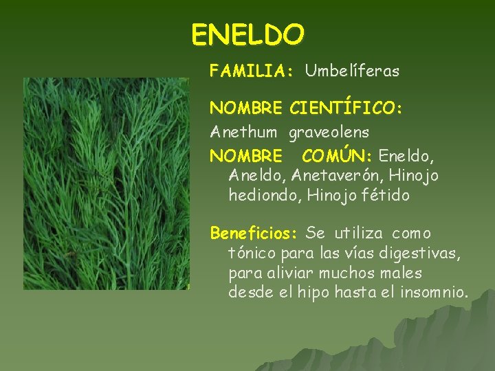 ENELDO FAMILIA: Umbelíferas NOMBRE CIENTÍFICO: Anethum graveolens NOMBRE COMÚN: Eneldo, Anetaverón, Hinojo hediondo, Hinojo