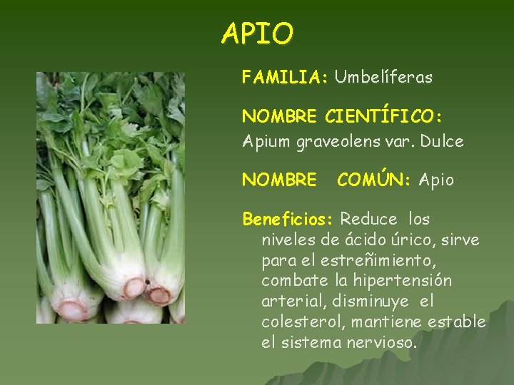 APIO FAMILIA: Umbelíferas NOMBRE CIENTÍFICO: Apium graveolens var. Dulce NOMBRE COMÚN: Apio Beneficios: Reduce